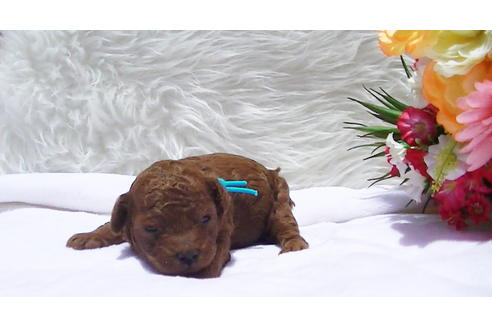 成約済の福岡県のタイニープードル-95186の8枚目