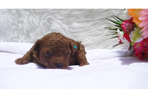 成約済の福岡県のタイニープードル-95186の7枚目