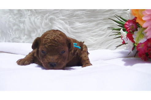 成約済の福岡県のタイニープードル-95186の6枚目