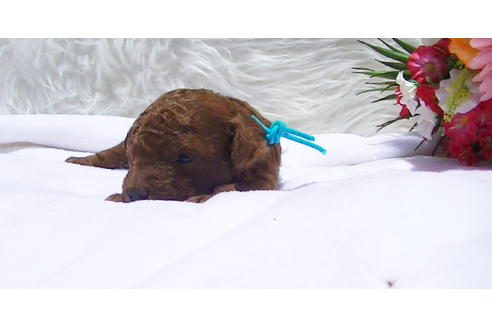 成約済の福岡県のタイニープードル-95186の5枚目