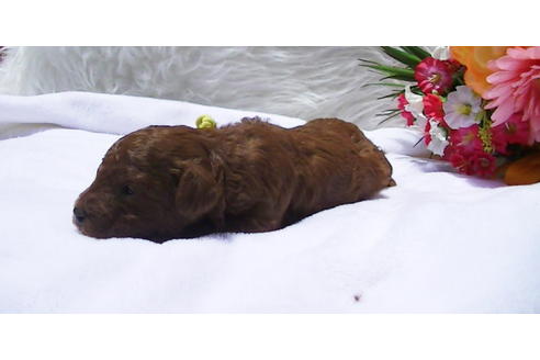 成約済の福岡県のタイニープードル-95187の5枚目