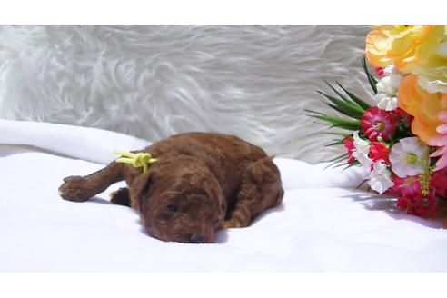 成約済の福岡県のタイニープードル-95187の4枚目