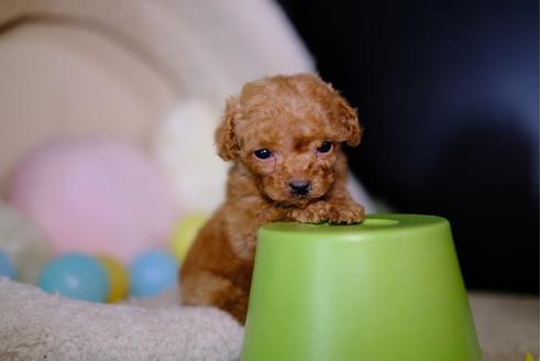 成約済の滋賀県のトイプードル-95989の1枚目