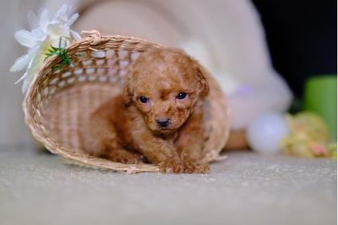 成約済の滋賀県のトイプードル-95989の3枚目