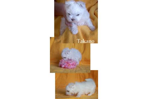 成約済の山梨県のマルチーズ-96053の2枚目
