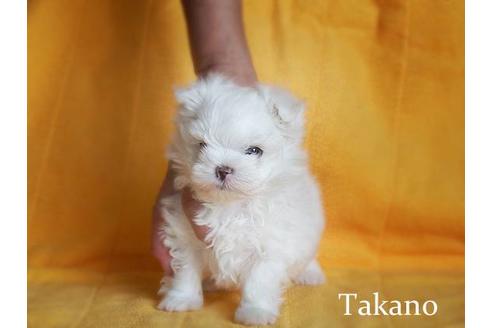 成約済の山梨県のマルチーズ-96053の1枚目