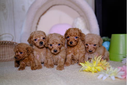 成約済の滋賀県のトイプードル-95987の2枚目