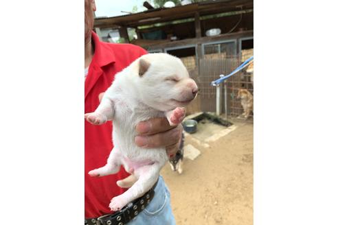 成約済の広島県の柴犬-96056の1枚目