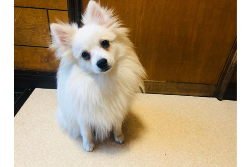 子犬