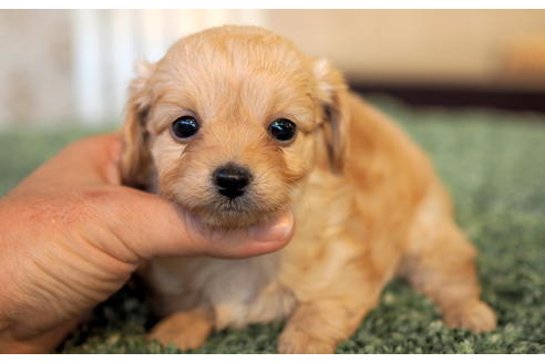 成約済の愛知県のチワプー:チワワ×トイプードル-96132の3枚目