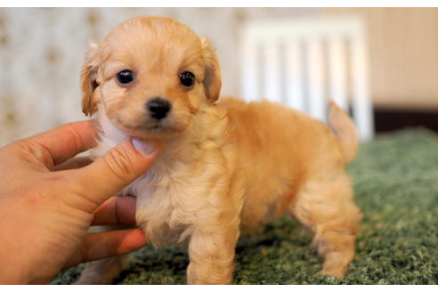 成約済の愛知県のチワプー:チワワ×トイプードル-96132の2枚目