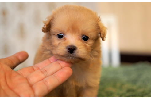 成約済の愛知県のポメプー:ポメラニアン×トイプードル-96134の3枚目