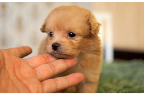 成約済の愛知県のポメプー:ポメラニアン×トイプードル-96134の2枚目