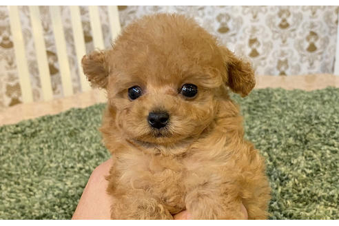 成約済の愛知県のタイニープードル-96223