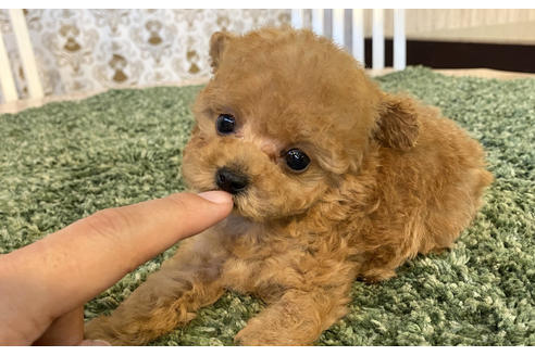 成約済の愛知県のタイニープードル-96223の5枚目