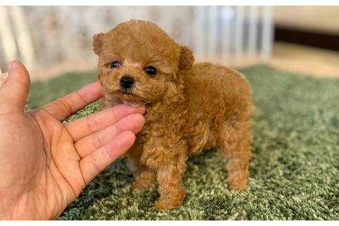 成約済の愛知県のタイニープードル-96223の4枚目