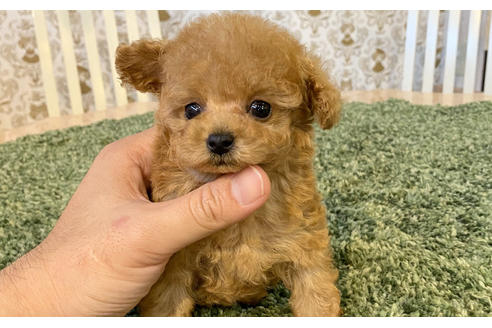 成約済の愛知県のタイニープードル-96223の3枚目