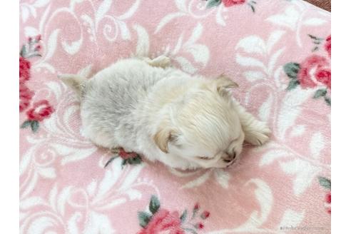 成約済の香川県のチワワ(ロングコート)-95605の4枚目