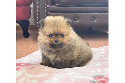 成約済の香川県のポメラニアン-95604