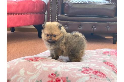 成約済の香川県のポメラニアン-95604の3枚目