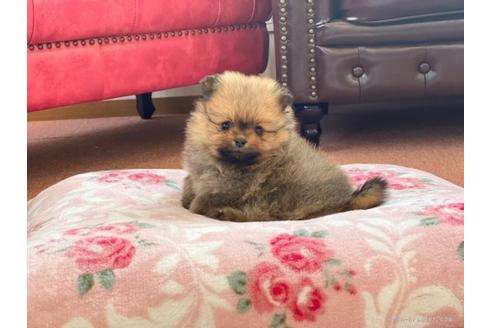 成約済の香川県のポメラニアン-95604の2枚目