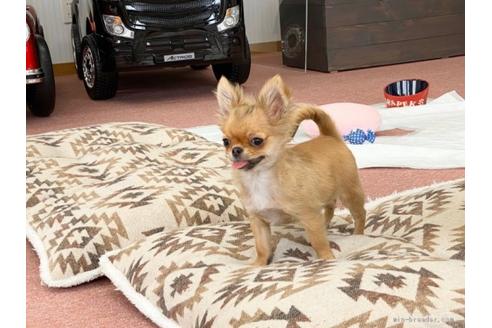 成約済の香川県のチワワ(ロングコート)-87334の3枚目