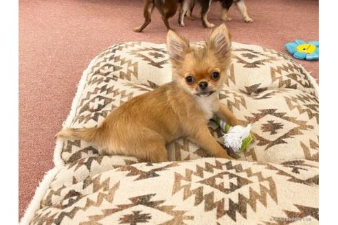 成約済の香川県のチワワ(ロングコート)-87334