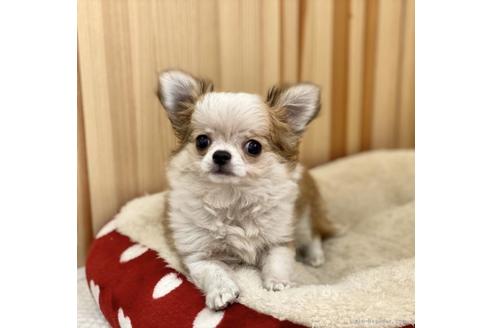 成約済の香川県のチワワ(ロングコート)-90754