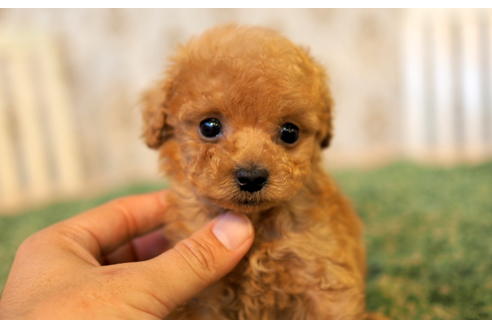 成約済の愛知県のタイニープードル-96229の1枚目