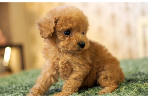 成約済の愛知県のタイニープードル-96229の3枚目