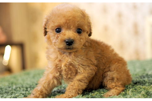 成約済の愛知県のタイニープードル-96229の2枚目