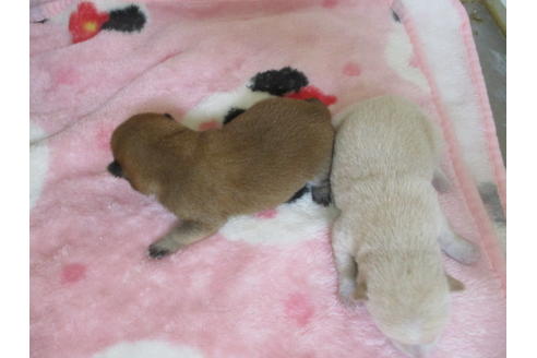 成約済の岡山県の豆柴-96242