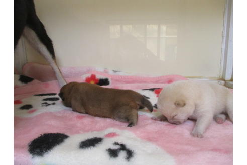 成約済の岡山県の豆柴-96242の2枚目