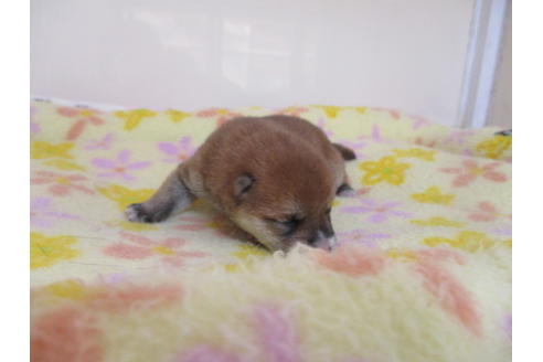 成約済の岡山県の豆柴-96251の1枚目