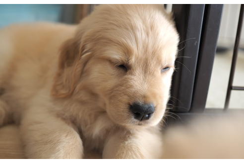 成約済の愛知県のゴールデンレトリーバー-96259の3枚目