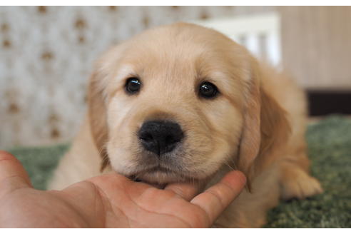 成約済の愛知県のゴールデンレトリーバー-96260の1枚目