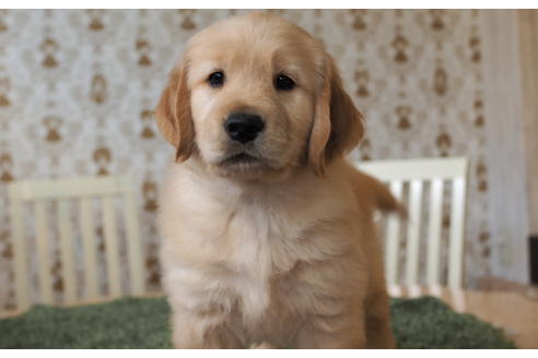 成約済の愛知県のゴールデンレトリーバー-96260の5枚目