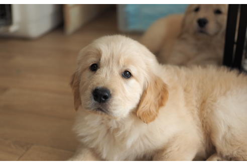 成約済の愛知県のゴールデンレトリーバー-96260の4枚目