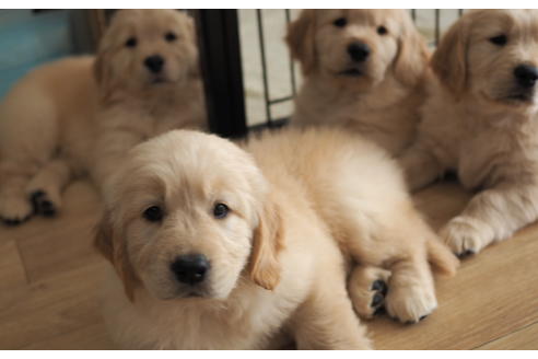 成約済の愛知県のゴールデンレトリーバー-96260の3枚目