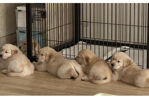 成約済の愛知県のゴールデンレトリーバー-96260の2枚目