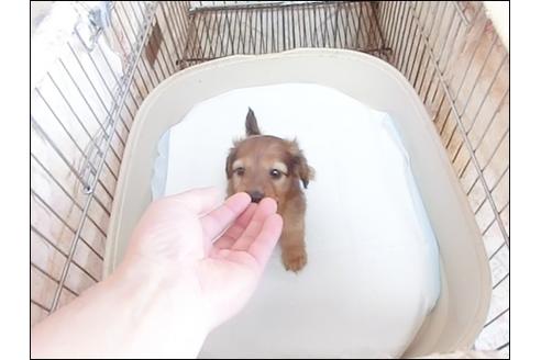 成約済の山梨県のカニンヘンダックスフンド(ロングヘアード)-92938の1枚目