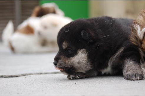 成約済の埼玉県の柴犬-95549の5枚目