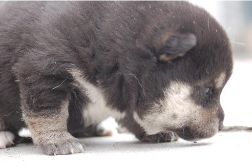 成約済の埼玉県の柴犬-95549の4枚目