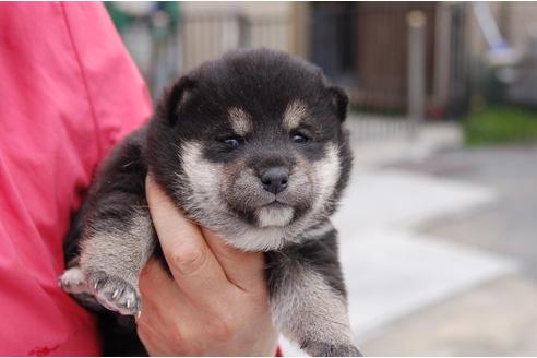 成約済の埼玉県の柴犬-95549の1枚目