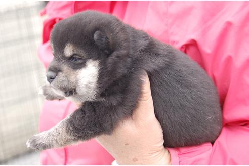 成約済の埼玉県の柴犬-95549の3枚目