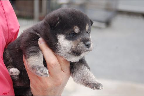 成約済の埼玉県の柴犬-95549の2枚目
