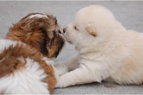 成約済の埼玉県の柴犬-95547の4枚目