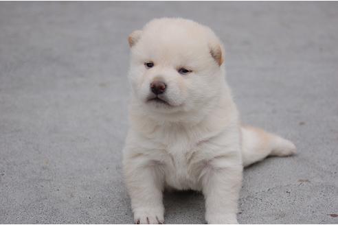 成約済の埼玉県の柴犬-95547の1枚目