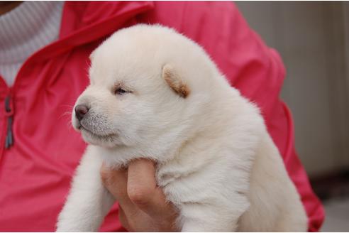 成約済の埼玉県の柴犬-95547の2枚目
