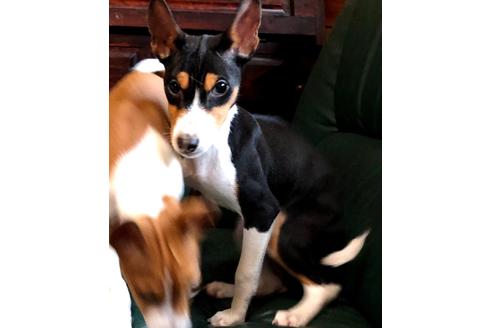 群馬県のバセンジー 男の子 01 11生まれ 怖がりですが 少しすると慣れてきて とても可愛いです この子は兄弟がいてとても仲がいいです 子犬id ブリーダーナビ